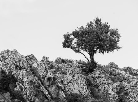 Lonely tree on cliff. Black and white.の写真素材