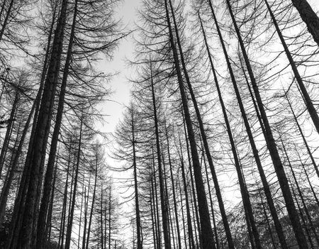 Beech forest high in the mountains in winter, Livigno, Italyの写真素材