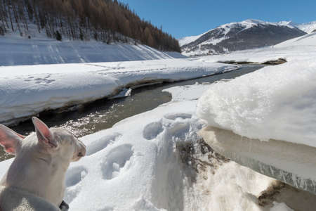 Miniature bull terrier at the frozen lake Livignoの写真素材