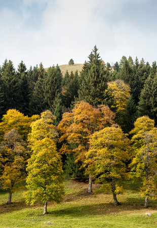 Schilpario, Italy: autumn colors in mountain.の写真素材