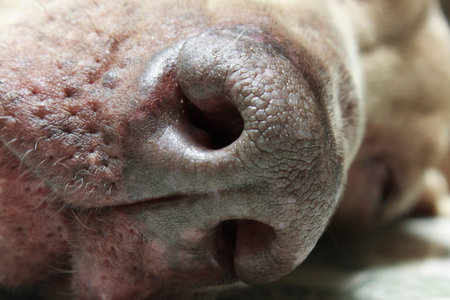 Closeup to the nose or muzzle of a sleeping dog