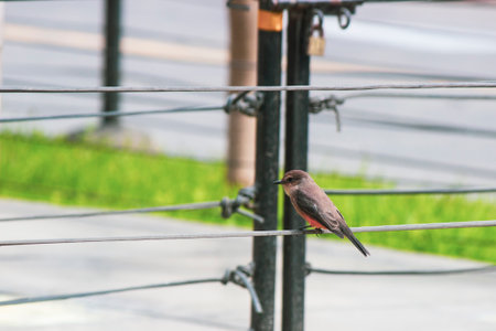 A small redstart sits on a wire in the city park.の写真素材