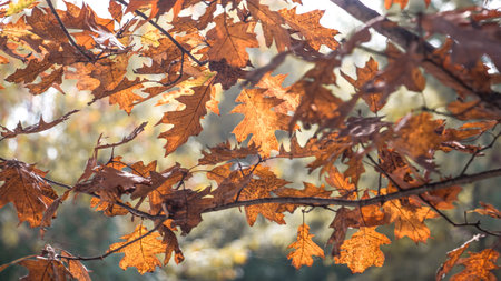 brown and red oak autumn leaves on the branches in transparency