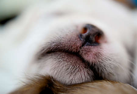 A close up image of a sleeping puppy の写真素材