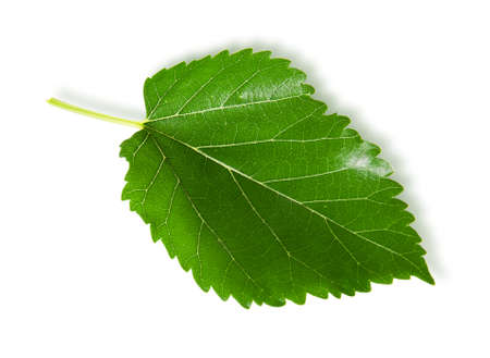 Single green leaf mulberry isolated on white backgroundの写真素材