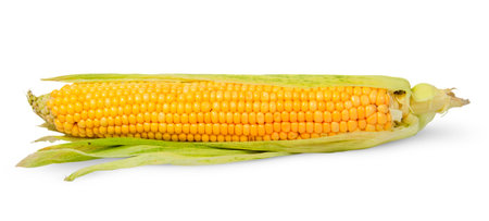 Single half peeled ear of corn isolated on white background