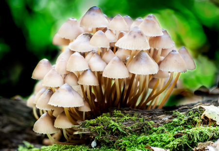 Group toadstools mushrooms on a tree stump with moss and leavesの写真素材