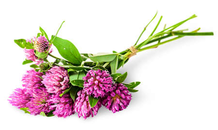 Bouquet of clover tied with rope isolated on white backgroundの写真素材
