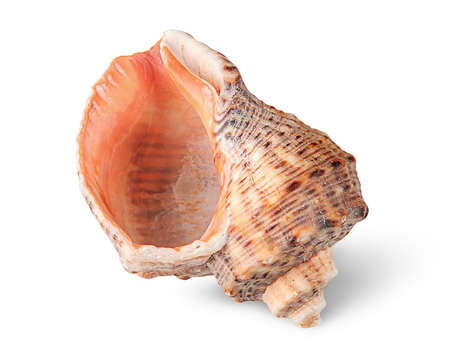 Seashell rapana verticallyの写真素材