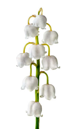 Closeuup inflorescence lily of the valleyの写真素材