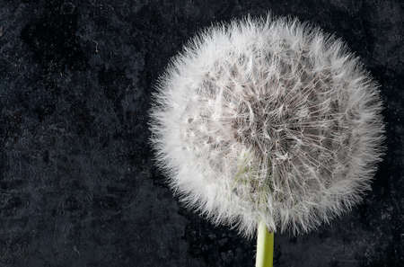 Closeup of inflorescence of dandelion on dark backgroundの写真素材
