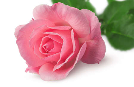 Closeup of rose flower rotatedの写真素材