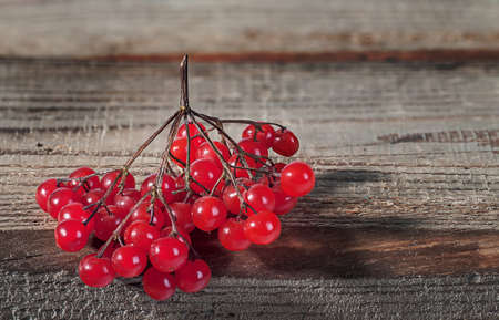 Branch of the viburnumの写真素材