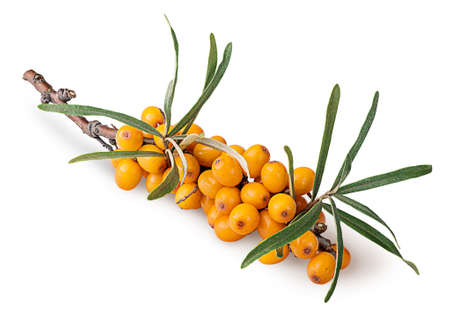 Branch with sea buckthorn berries and leavesの写真素材