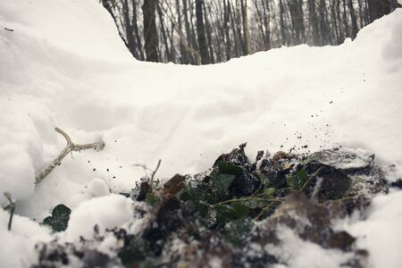 Ivy on ground under snowの写真素材