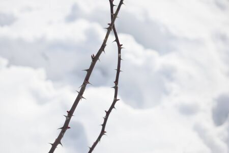 branches with thorns in winter backgroundの写真素材