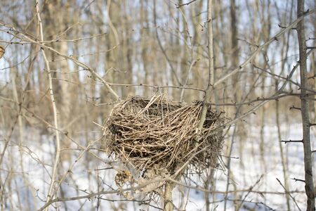 Abandoned Bird Nest in Winterの写真素材