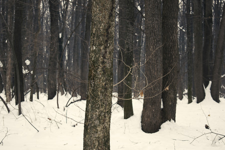 Tree bark in forest on winter landscape backgroundの写真素材
