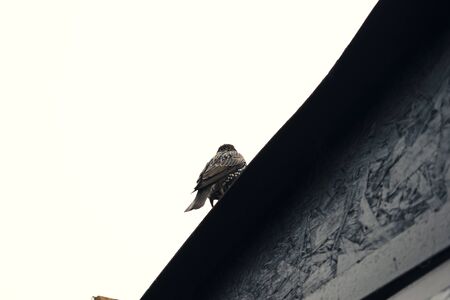Bird on Victorian roofの写真素材