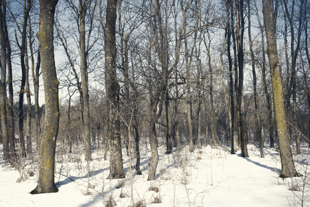 forest in winter timeの写真素材