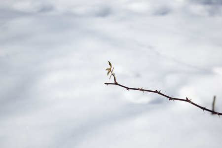 branches with thorns in winter backgroundの写真素材