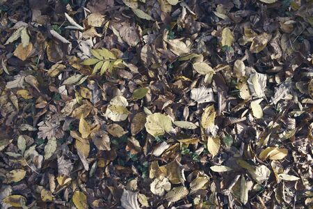 Leaf Texture, Fall Backgroundの写真素材