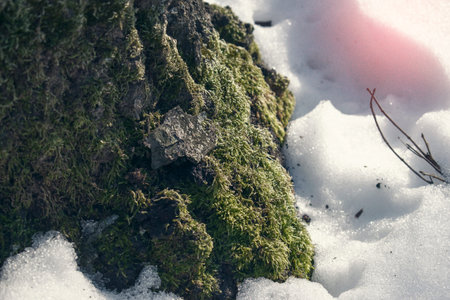 Green Moss on Tree Trunk Surrounded by snowの写真素材