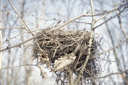 Abandoned Bird Nest in Winterの写真素材
