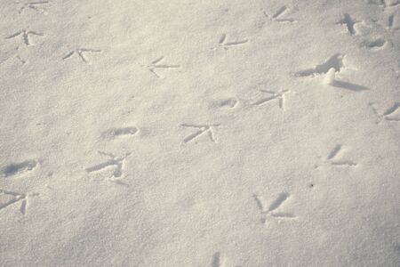 Pheasant bird prints in snowの写真素材