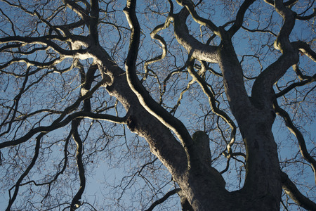 Ramified tree, old oakの写真素材