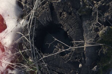 Tree stump in winter landscapeの写真素材