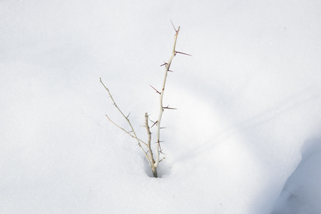 branches with thorns in winter backgroundの写真素材