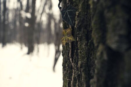 Ivy on tree in forest winter background snow landscapeの写真素材