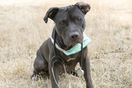 Dog with Surgical Maskの写真素材