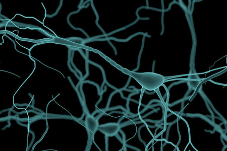 Neuron Cell, Neurons on white background, single neuron cell in human brain 3d rendering