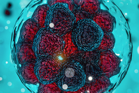 Early stage embryo , Stem cell research , stem cell division, mitosis Morula , 3d renderingの写真素材