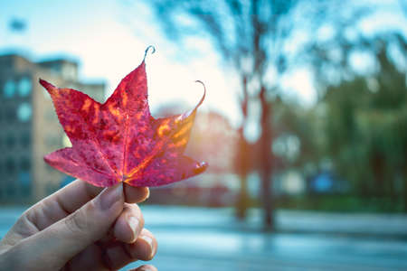 beautiful colored autumn leaf with urban backgroundの写真素材