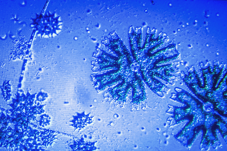 Beautiful colorful bacterial culture in petri dish laboratory fungus and bacteriaの写真素材
