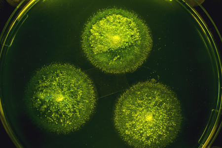 Beautiful colorful bacterial culture in petri dish laboratory fungus and bacteriaの写真素材
