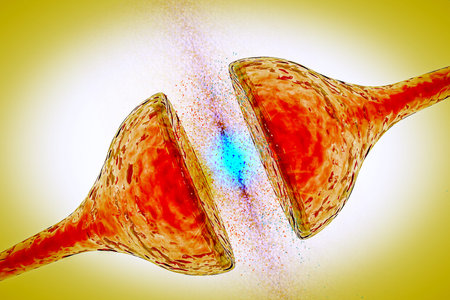 Synapse between two neurons neural synapse receptors neuron link neural network 3d renderの写真素材