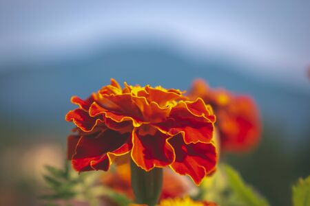 Beautiful colorful summer flowers with mountain background travel and vacation concept emotional background joy and creativity conceptの写真素材