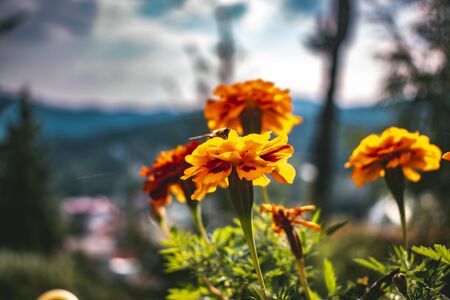 Beautiful colorful summer flowers with mountain background travel and vacation concept emotional background joy and creativity conceptの写真素材