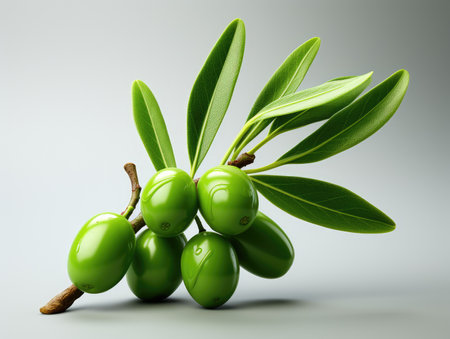 Olive branch with green olives on grey background. 3d illustrationの素材