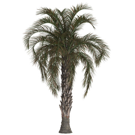 Lush tropical palm tree against plain backdrop.の写真素材