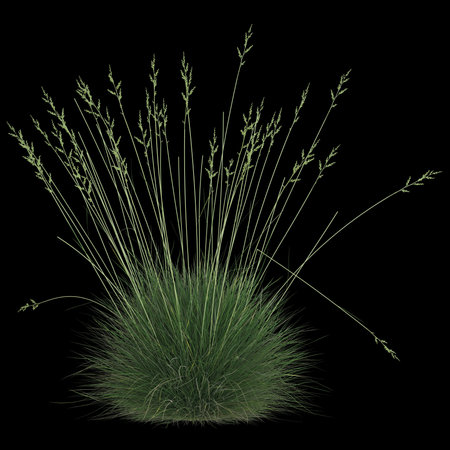 Elegant green grass against a black background.の写真素材