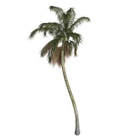 Solitary palm tree on a white backgroundの写真素材