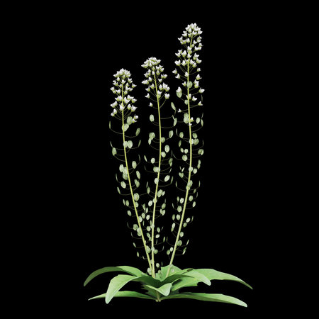 Delicate white flowers on slender green stems.の写真素材