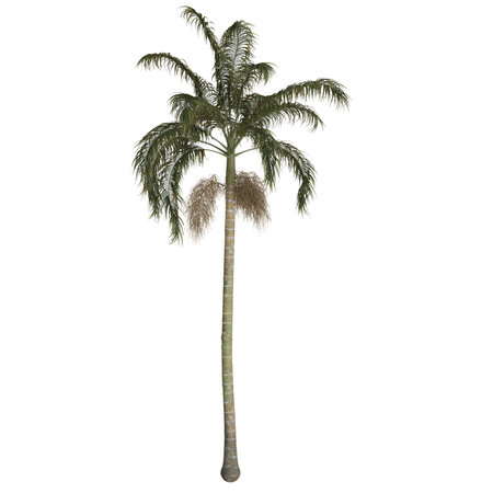 Tall palm tree on white backgroundの写真素材