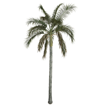 Tall palm tree against a white backgroundの写真素材