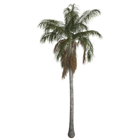 Tall palm tree against a clear sky.の写真素材